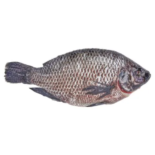 Tilapia / Telapia Fish Whole Frozen (500-600g) 1 Pc Tilapia / Telapia Fish Whole Frozen (500-600g) 1 Pc