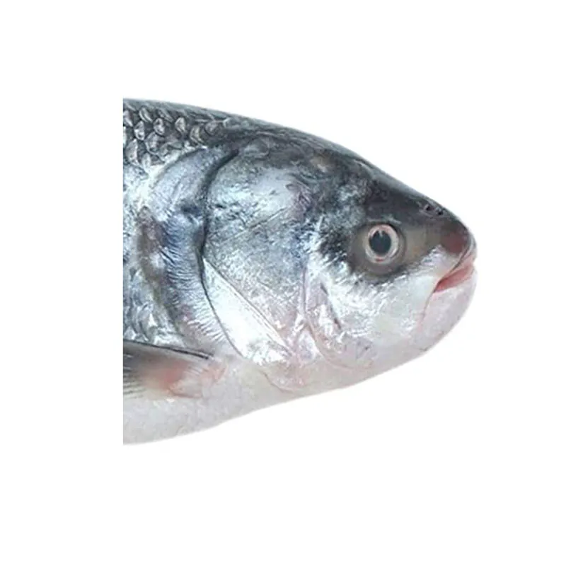 Ruhi / Ruhu Head Whole Cut ( 1.2kg -1.3 kg) Ruhi / Ruhu Head Whole Cut ( 1.2kg -1.3 kg)
