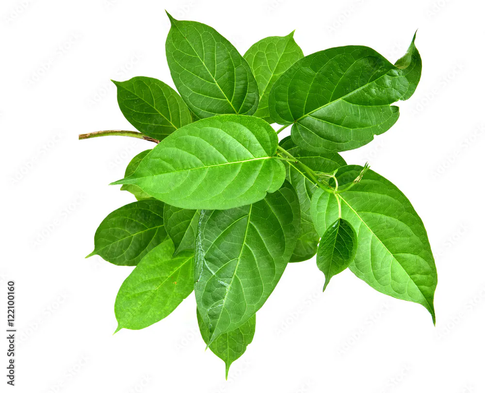 Aguna Leaves 100g (Fresh)