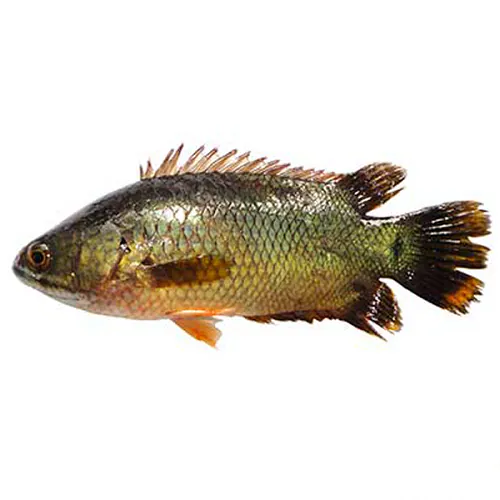 Climbing perch / Koi Fish Cleaned (3pcs) 500g Climbing perch / Koi Fish Cleaned (3pcs) 500g