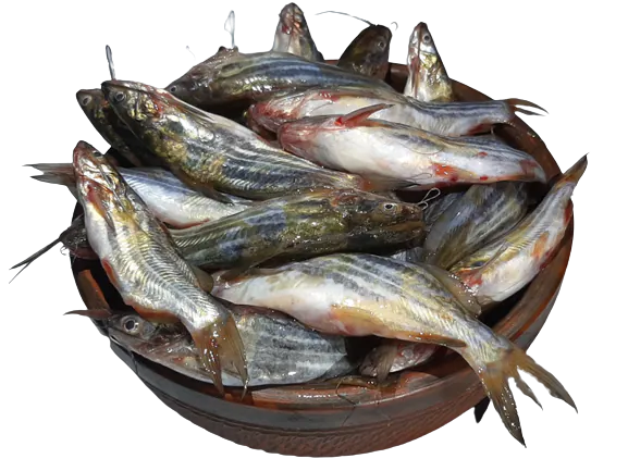 Tengra Fish Cleaned (500g) Package Forzen Tengra Fish Cleaned (500g) Package Forzen