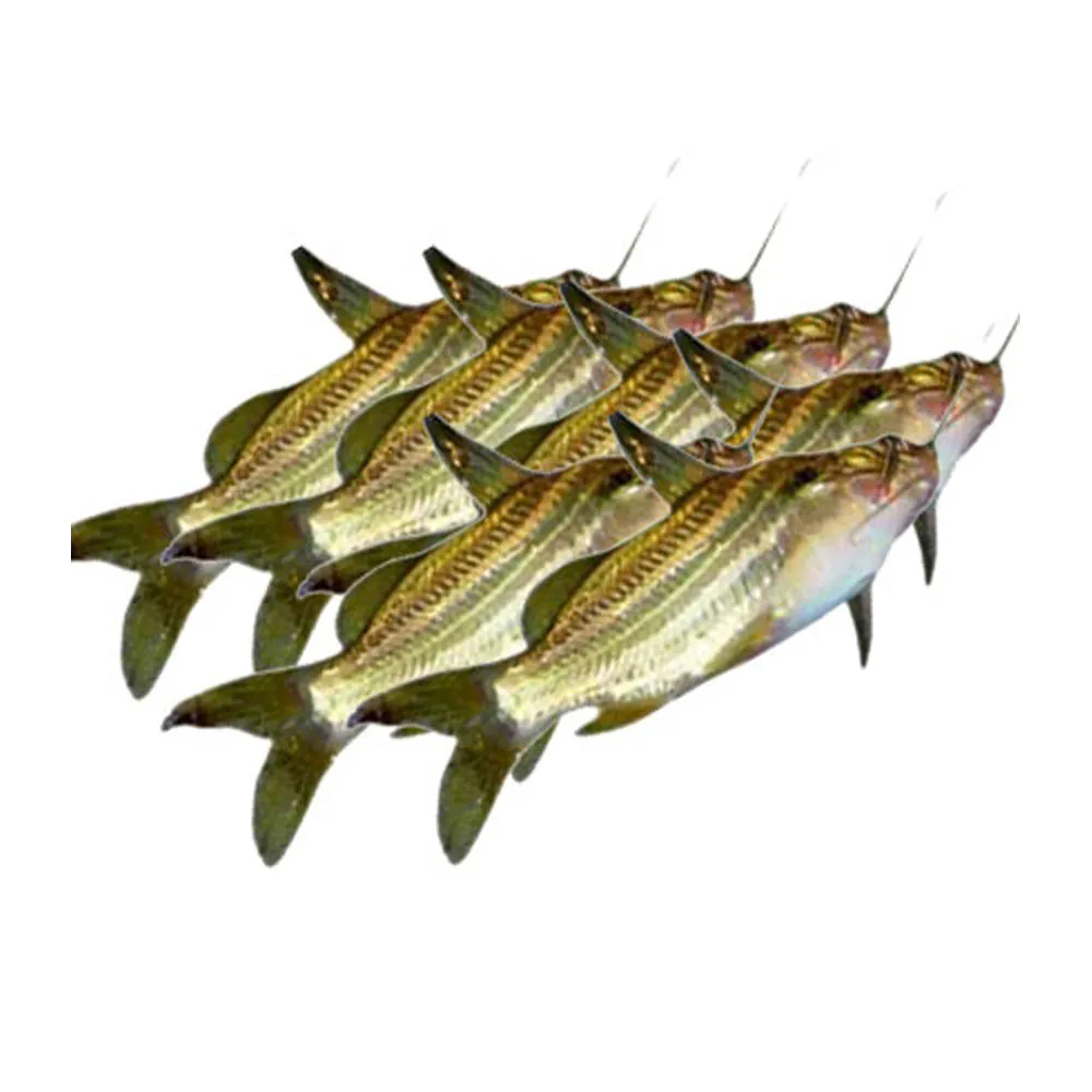 Gulsha Fish Bangladesh (500g) Frozen Gulsha Fish Bangladesh (500g) Frozen