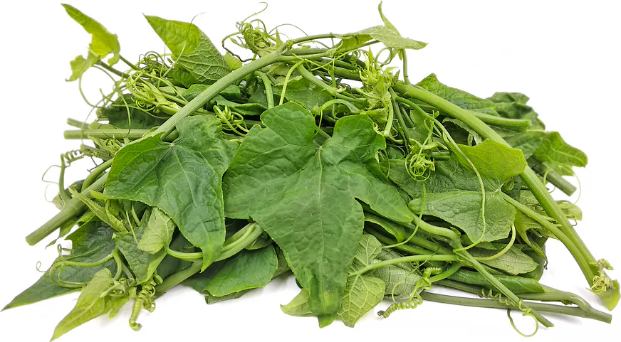 Fresh Pumpkin Leaf / Kumra Sakh 500g+/– Nutritious
