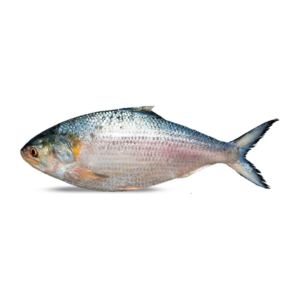 Ilish / Hilsha Fish Whole Frozen 1300g~1500g