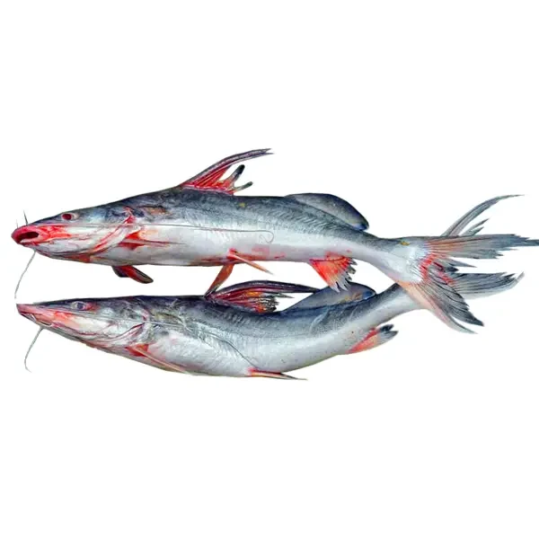 Ayer Fish Whole 1.5-1.6kg (Good Quality ) Ayer Fish Whole 1.5-1.6kg (Good Quality )