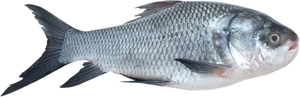 Katol / Katla Whole 1 Pc (4kg -4.2 kg) Non Cut Katol / Katla Whole 1 Pc (4kg -4.2 kg) Non Cut