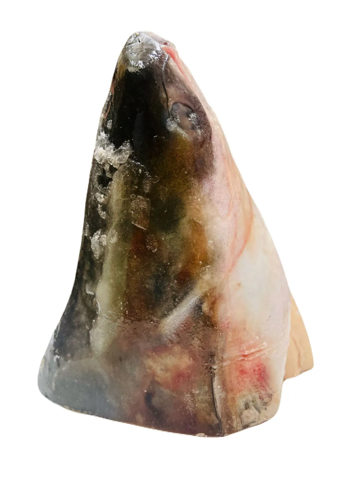 Pangash Head Whole 1 Pc ( 800g -1kg)