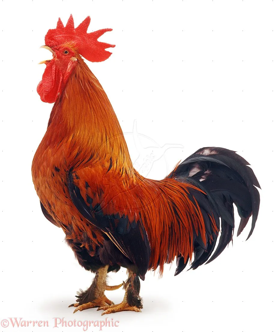 Deshi Red Chicken Whole Halal Morog (1.6-1.7kg) +/- Deshi Red Chicken Whole Halal Morog (1.6-1.7kg) +/-