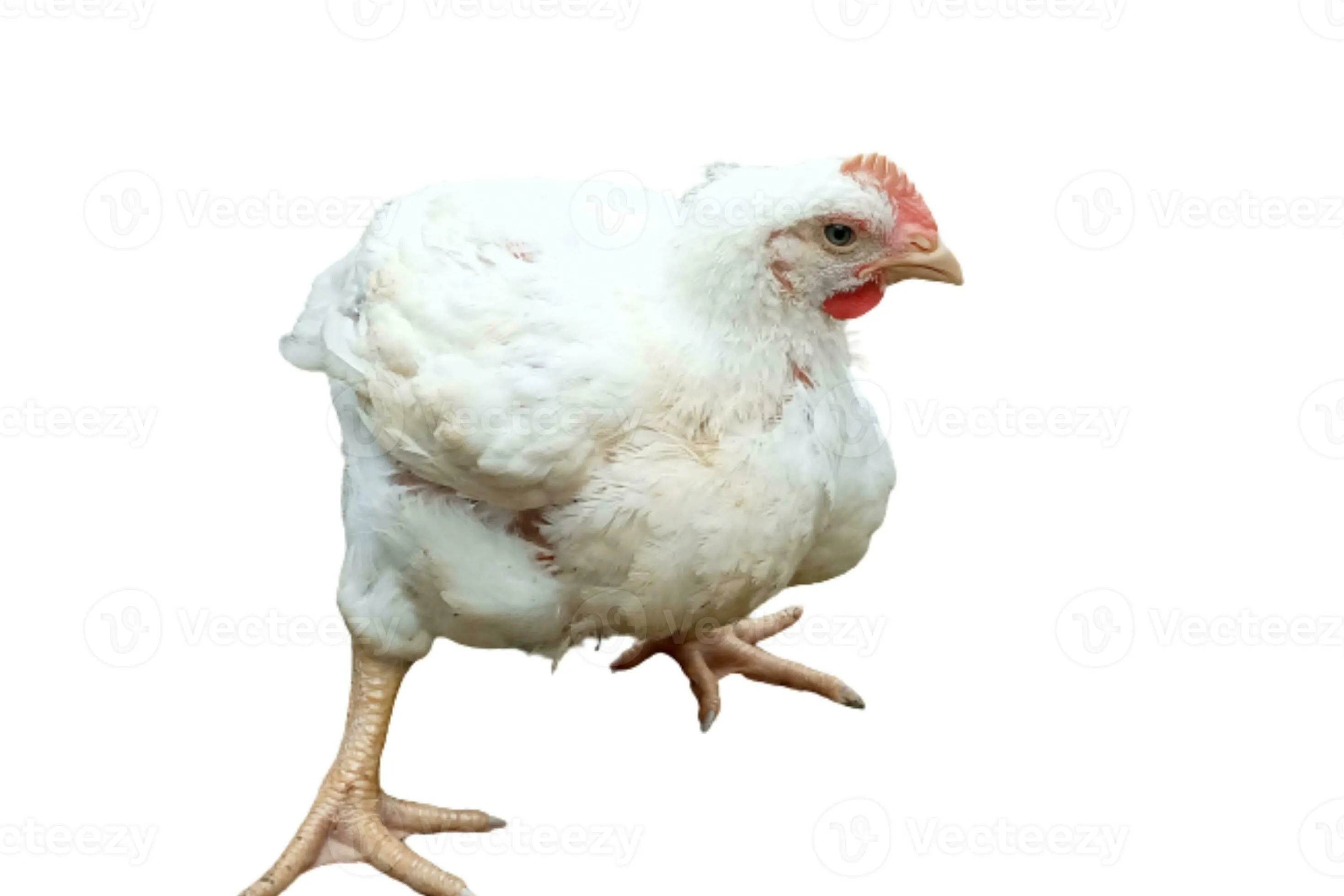 Fresh Broiler Chicken (Whole) (2.3Kg-2.5Kg )Popular Fresh Broiler Chicken (Whole) (2.3Kg-2.5Kg )Popular