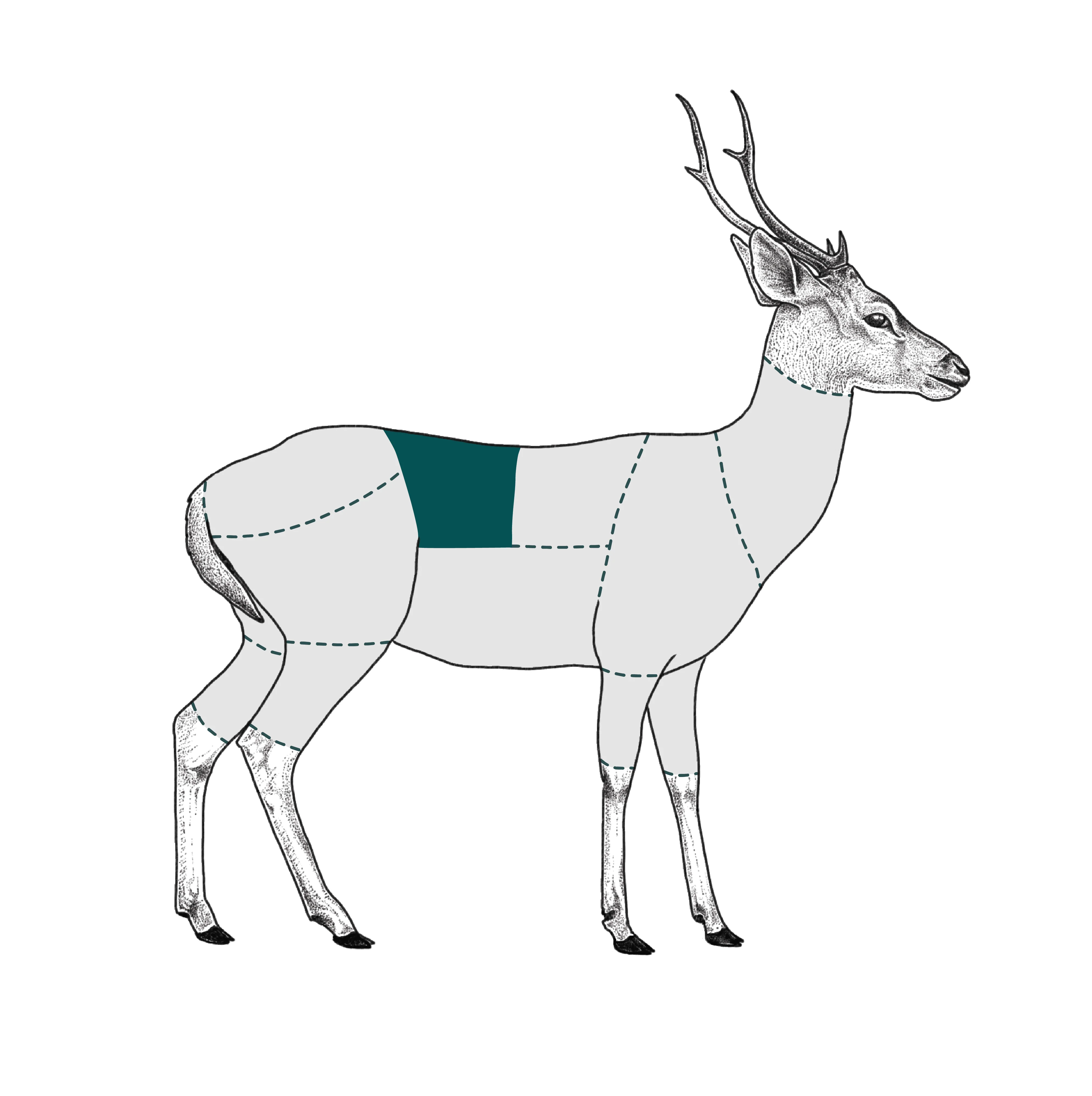 Deer