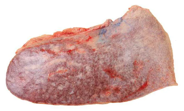 Beef Spleen 1Kg – (Tilli) Halal Beef Spleen 1Kg – (Tilli) Halal