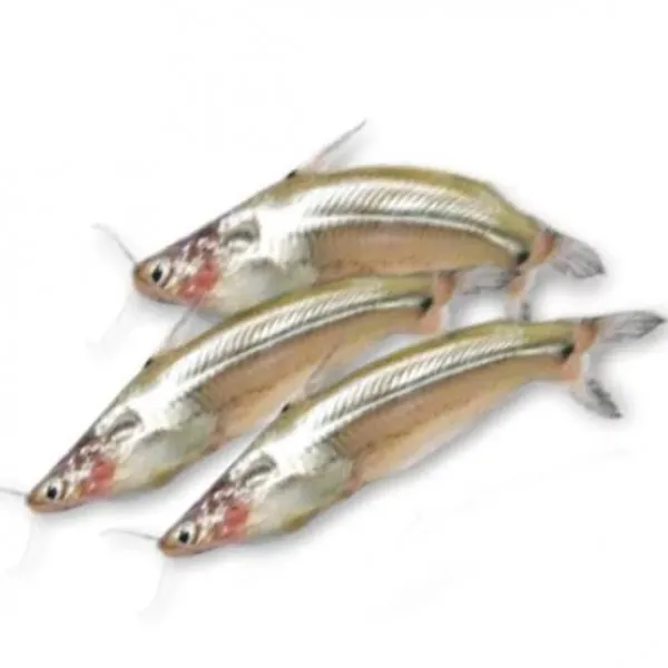 Frozen Batashi /Potasi Fish (250g) Frozen Batashi /Potasi Fish (250g)