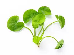 Fresh Thankuni Pata (0.1kg) Asiatic pennywort / Gotu kola