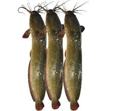Magur Fish Whole Forzen /Cat Fish (500g) Magur Fish Whole Forzen /Cat Fish (500g)
