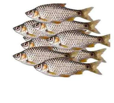 Puti Fish / Spotfin 250g Frozen Puti Fish / Spotfin 250g Frozen
