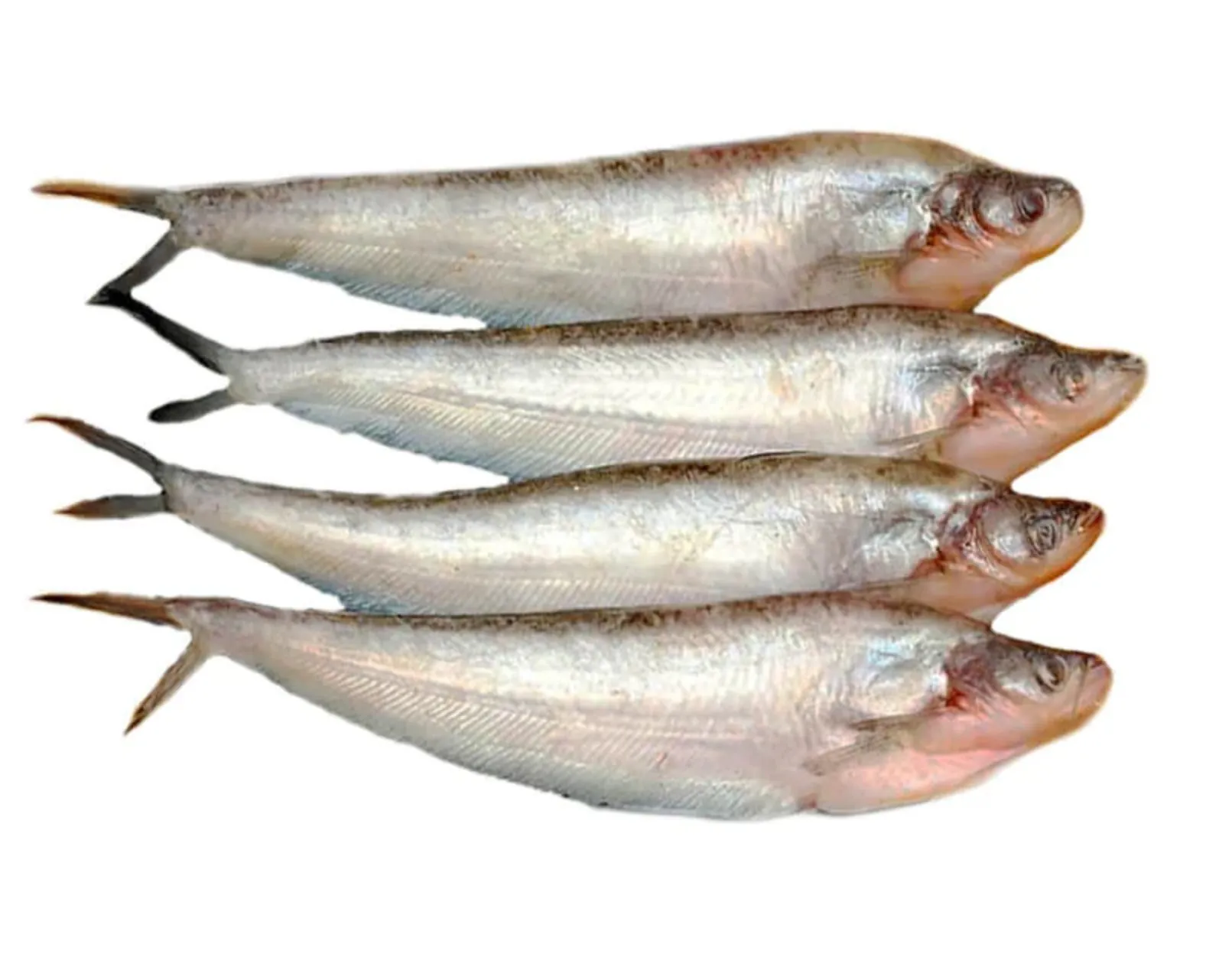 Pabda Fish Cleaned (500g) Frozen Pabda Fish Cleaned (500g) Frozen