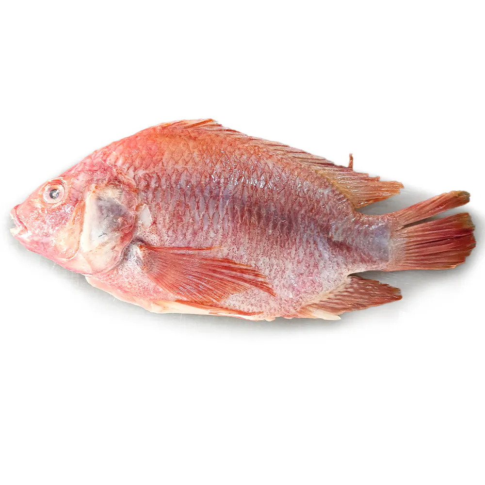 Red Tilapia / Telapia (500g-600g) 赤ティラピア Red Tilapia / Telapia (500g-600g) 赤ティラピア