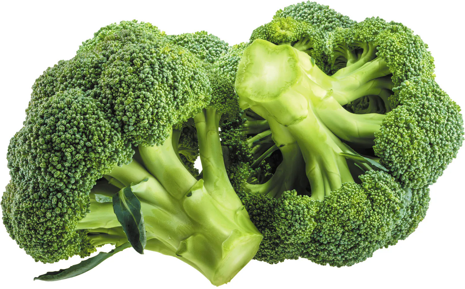 Fresh Green Broccoli  ブロッコリー 500g