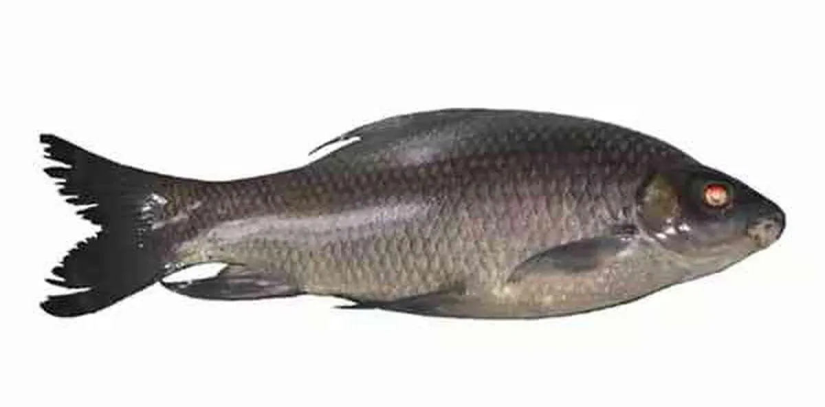 Kali Baush fish Whole (1100-1300g) Kali Baush fish Whole (1100-1300g)