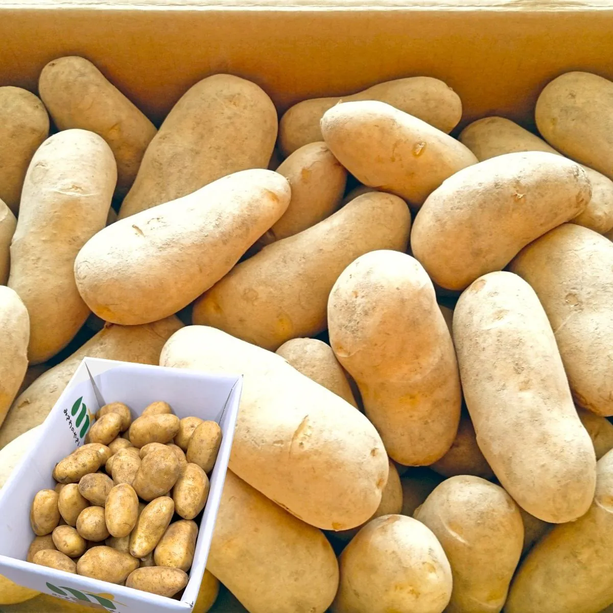 Potato Regular Size (25Kg)