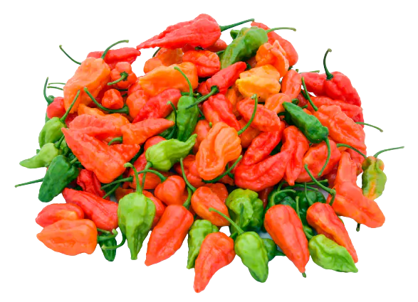 Fresh Bombay Morich / Naga Chilli 100g