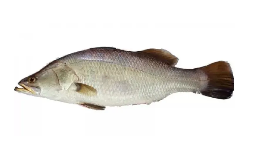Koral / Bhetki Fish Whole Cut 1Kg Koral / Bhetki Fish Whole Cut 1Kg