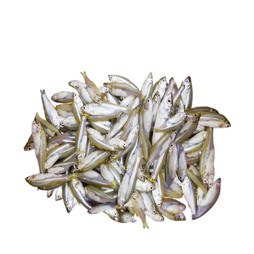 Frozen Mola Fish (250g) 冷凍モラ魚 Block Frozen Mola Fish (250g) 冷凍モラ魚 Block