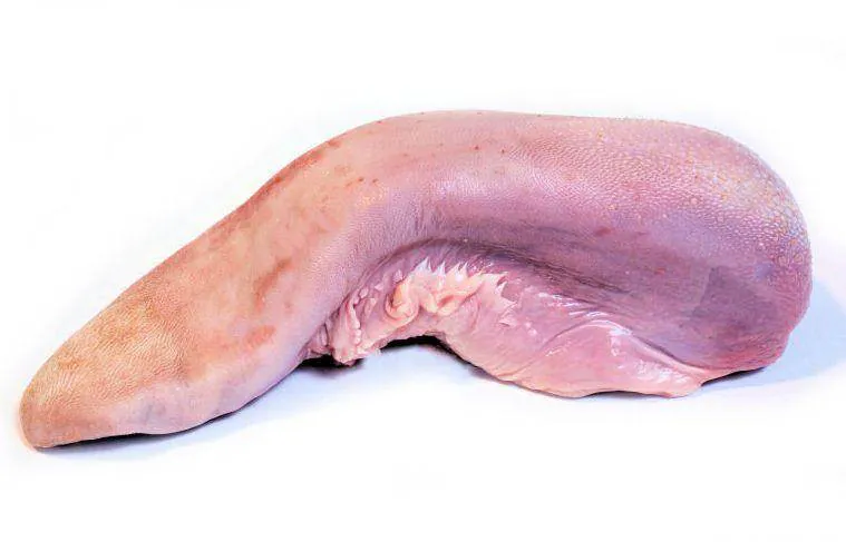 Fresh Beef Tongue (Japan) 850g- 1K g (Halal) Fresh Beef Tongue (Japan) 850g- 1K g (Halal)