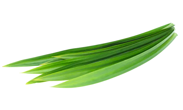 Fresh Pandanus/Pandan Leaf(250g)