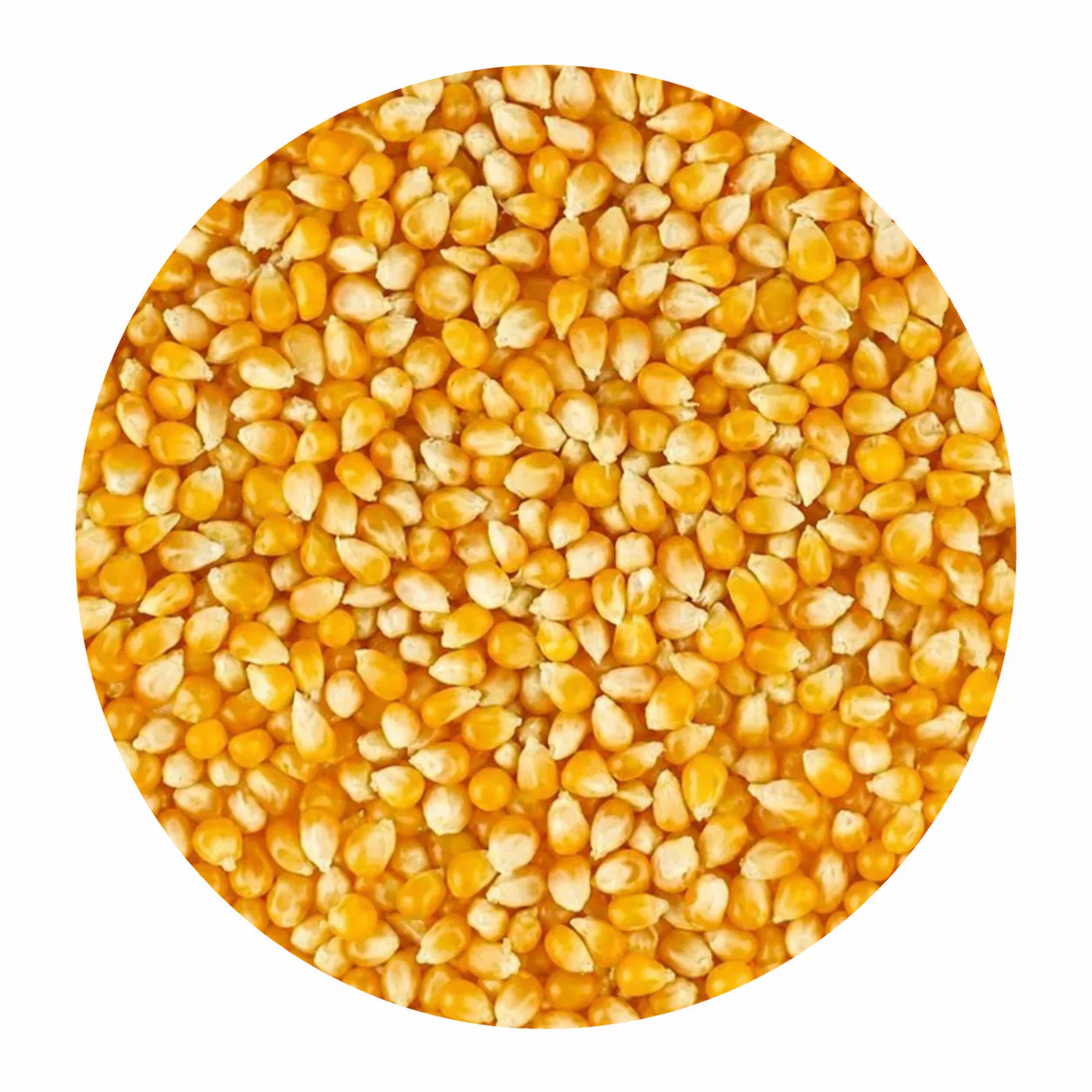 Popcorn Beans (1kg)