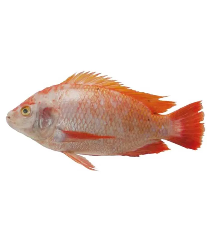 Red Tilapia Whole Frozen (600g~800g) Red Tilapia Whole Frozen (600g~800g)