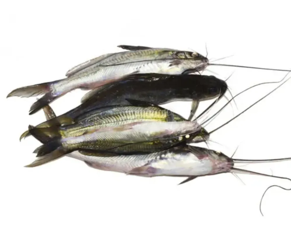 Tengra Fish Big Cleaned (800g) Forzen