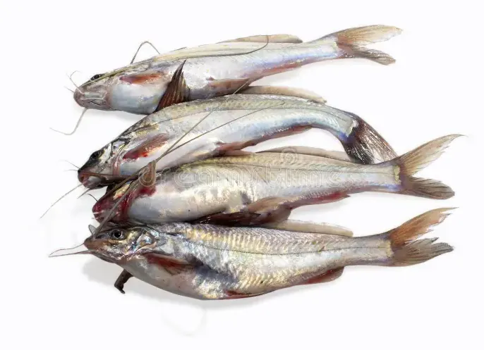 Tengra Fish Big Cleaned (800g) Forzen Tengra Fish Big Cleaned (800g) Forzen