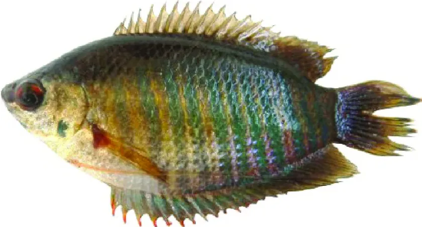 Khollsha / Khoilsha Fishes Frozen Block 500g Khollsha / Khoilsha Fishes Frozen Block 500g