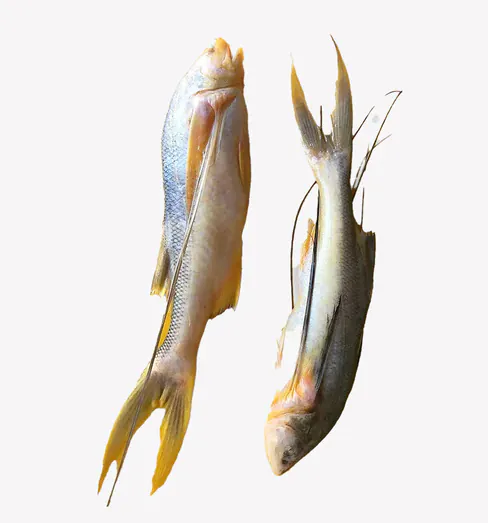 Taposhi Fish 500g Frozen Block Taposhi Fish 500g Frozen Block
