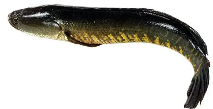 Shole / Soal Fish Whole 1 Pc ( 1.4-1.6kg ) শোল Shole / Soal Fish Whole 1 Pc ( 1.4-1.6kg ) শোল