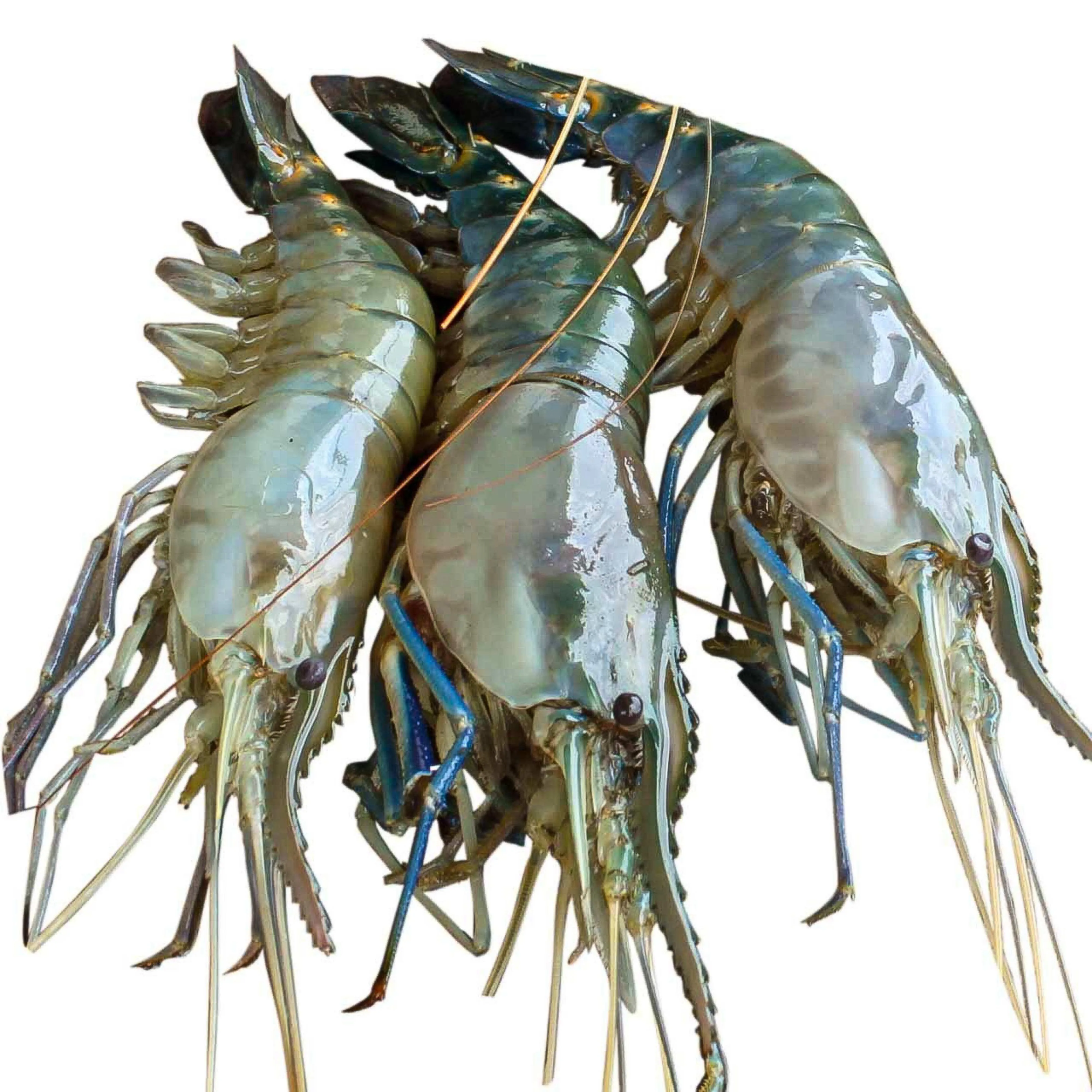 Shrimp / Chingri 250g+/- (4-5) pcs Frozen Shrimp / Chingri 250g+/- (4-5) pcs Frozen