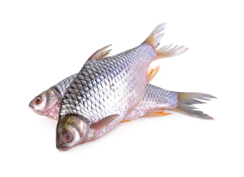 Shorputi Fish 1.4-1.6Kg (Big) Shorputi Fish 1.4-1.6Kg (Big)