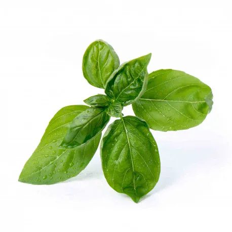 Boiled Sweet Basil Leaf (220g) スイートバジルの葉 Boiled Sweet Basil Leaf (220g) スイートバジルの葉