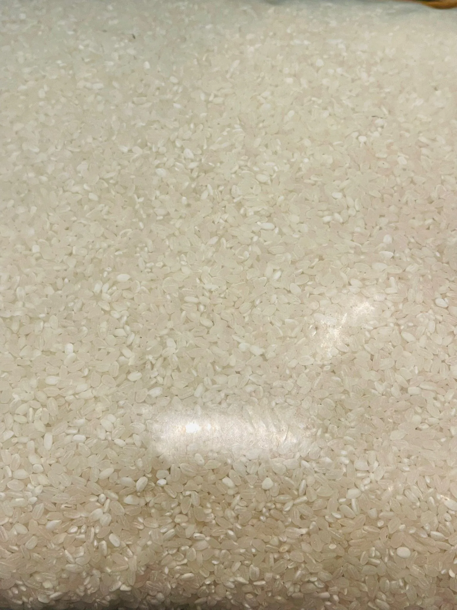 Japanese Rice  10 kg (B Grade )