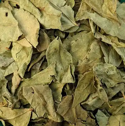 DAUN KUNYIT/ Turmeric Leaves (Dried) DAUN KUNYIT/ Turmeric Leaves (Dried)