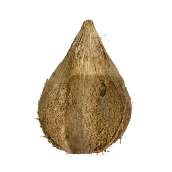 Fresh Old Coconut Whole with Water (1pcs)
