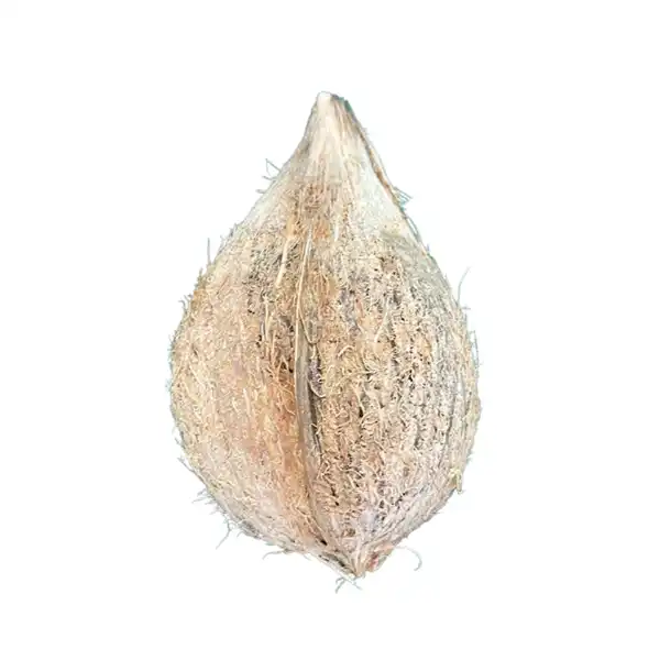 Indian Coconut Whole (1kg) (±300gm) Indian Coconut Whole (1kg) (±300gm)
