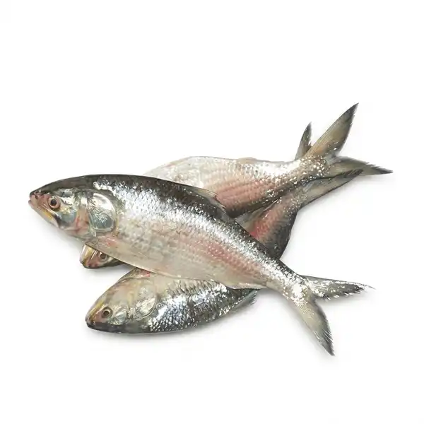 3 Pc Combo Ilish / Hilsha Fish Small Frozen 800g~1000g