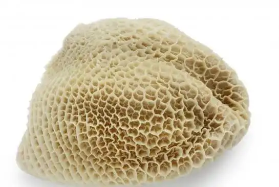 Mutton Tripe Cleaned Cut 1Kg Mutton Tripe Cleaned Cut 1Kg