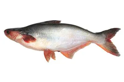 Pangas Fish whole 3-3.5 kg (Sale )