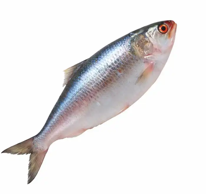 Ilish / Hilsha Fish Small Frozen 800g~1000g Ilish / Hilsha Fish Small Frozen 800g~1000g